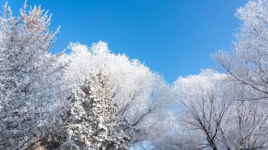 Waarom Deze Winter Zo Verbijsterend Koud Is en Wanneer Eindelijk de Warmte Komt